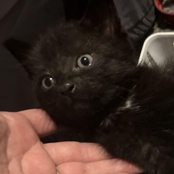 Charlie