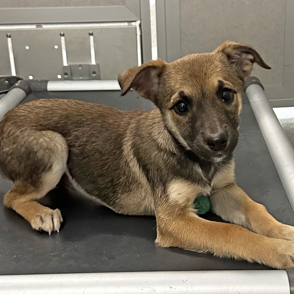 Flip Flop, an adoptable Mixed Breed in Hailey, ID, 83333 | Photo Image 1