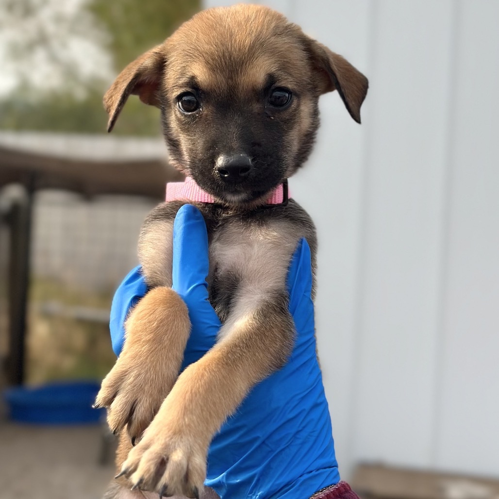 Flip Flop, an adoptable Mixed Breed in Hailey, ID, 83333 | Photo Image 2