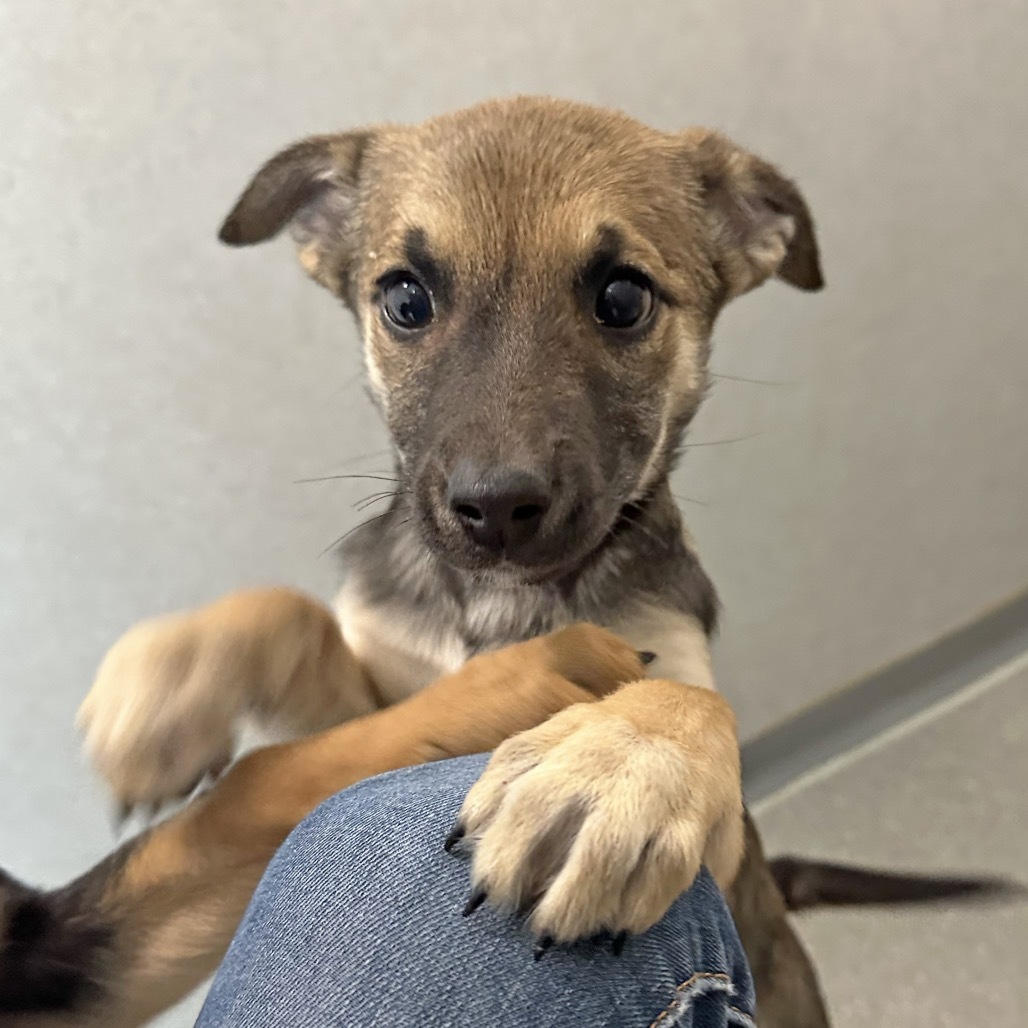 Flip Flop, an adoptable Mixed Breed in Hailey, ID, 83333 | Photo Image 3