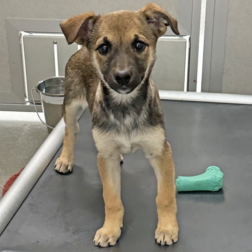 Flip Flop, an adoptable Mixed Breed in Hailey, ID, 83333 | Photo Image 4