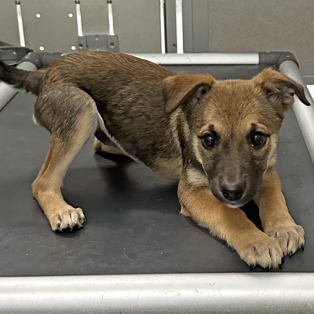 Flip Flop, an adoptable Mixed Breed in Hailey, ID, 83333 | Photo Image 5