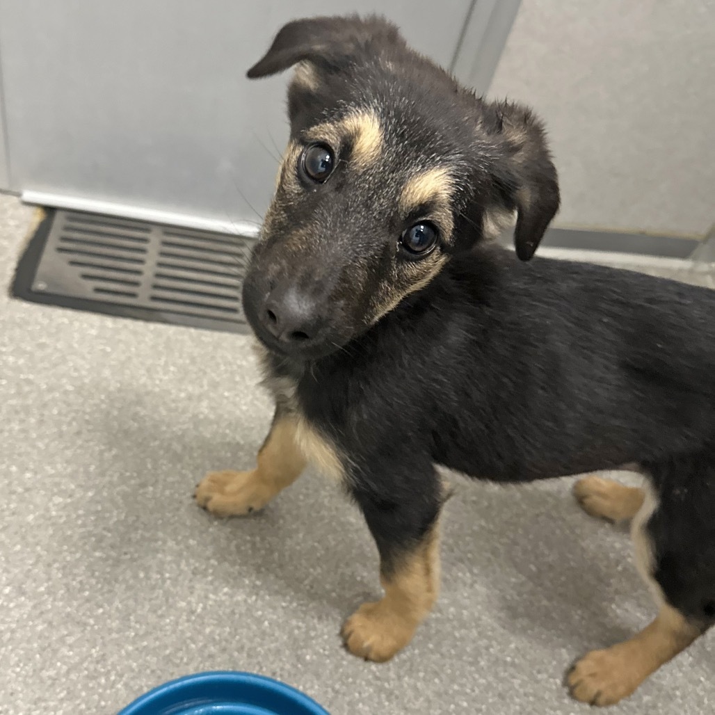 Slipper, an adoptable Mixed Breed in Hailey, ID, 83333 | Photo Image 1