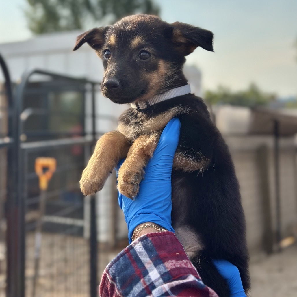 Slipper, an adoptable Mixed Breed in Hailey, ID, 83333 | Photo Image 2