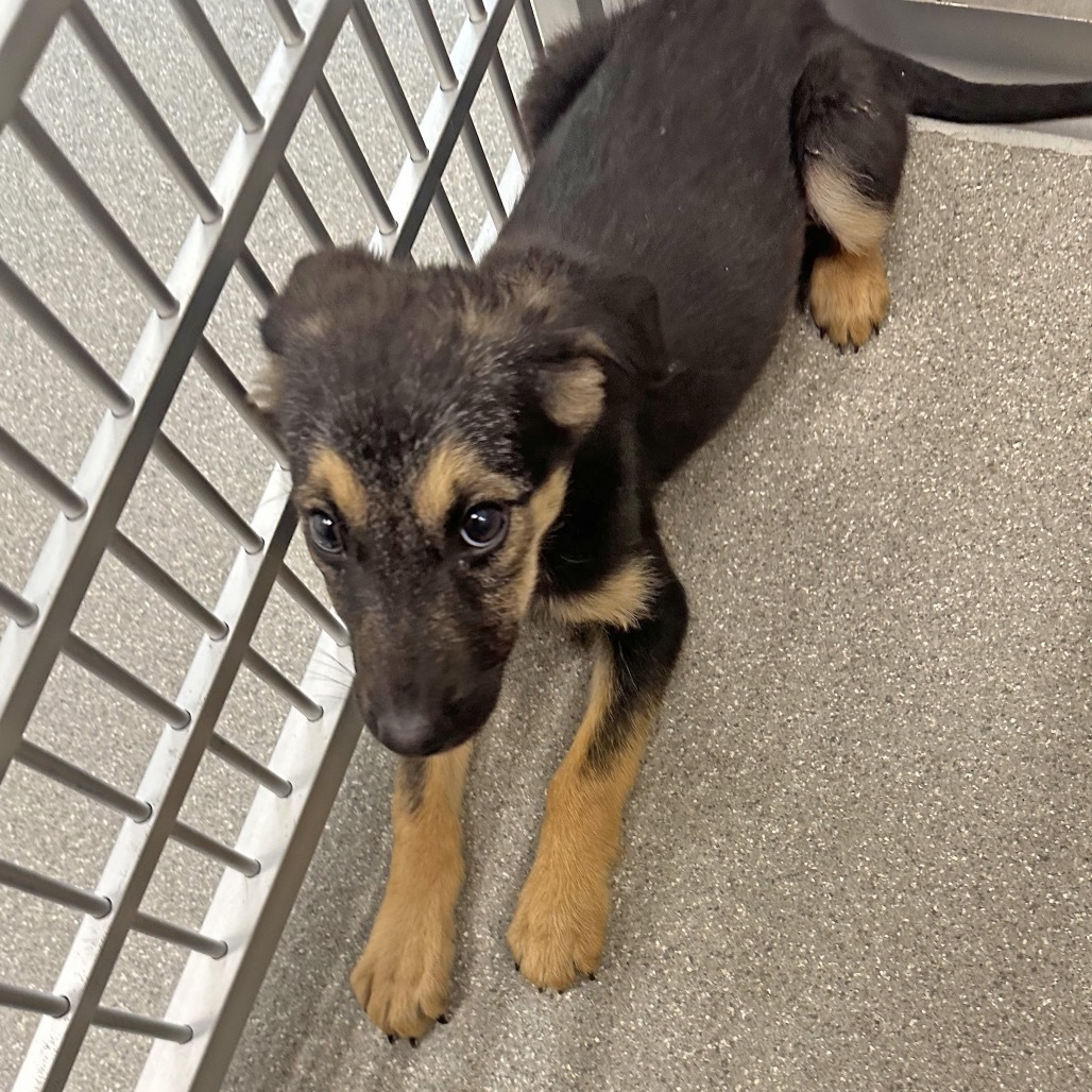 Slipper, an adoptable Mixed Breed in Hailey, ID, 83333 | Photo Image 3