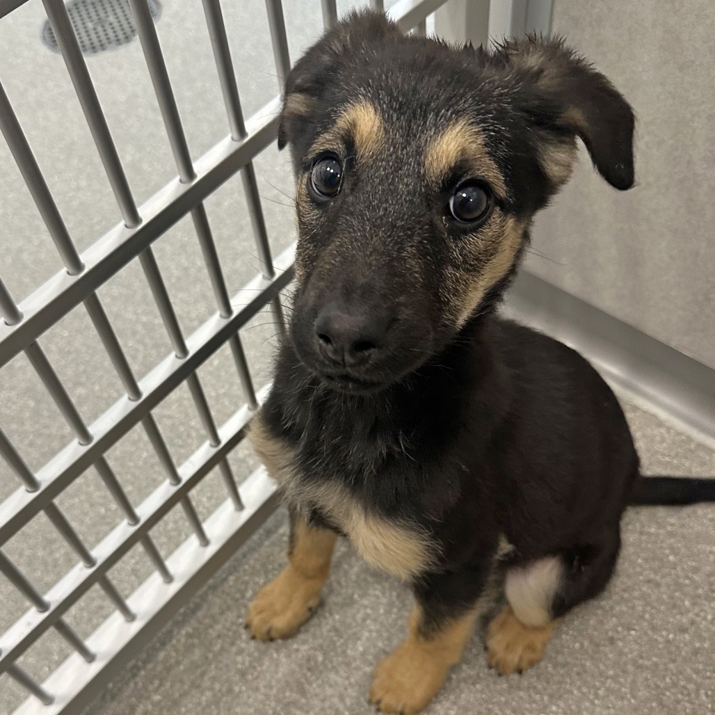 Slipper, an adoptable Mixed Breed in Hailey, ID, 83333 | Photo Image 4