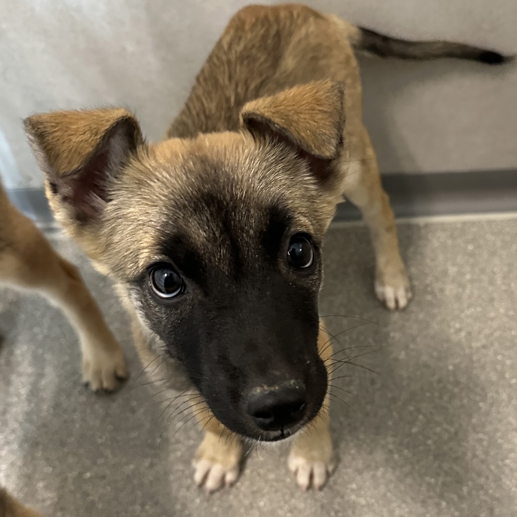 Sandal, an adoptable Mixed Breed in Hailey, ID, 83333 | Photo Image 1