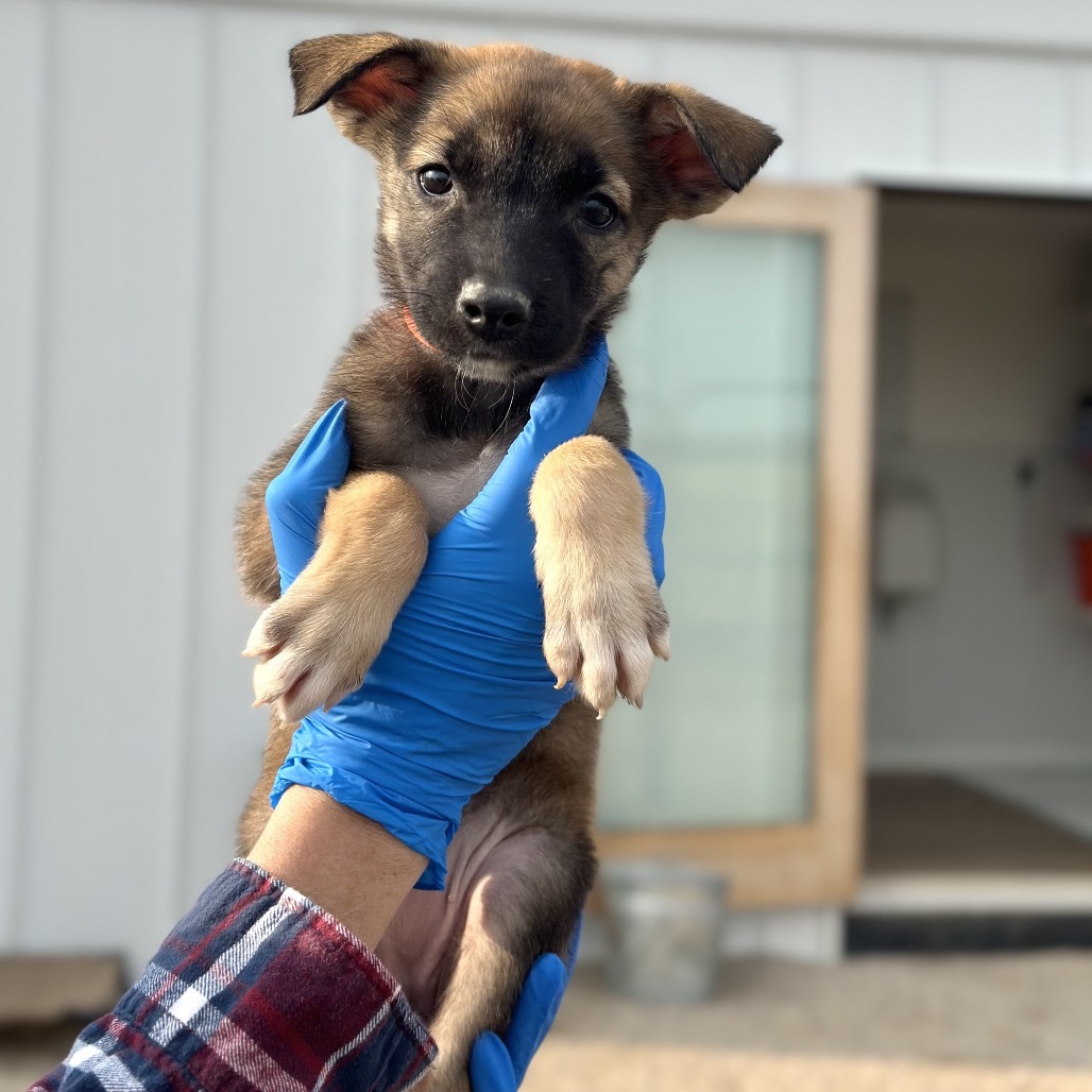 Sandal, an adoptable Mixed Breed in Hailey, ID, 83333 | Photo Image 2