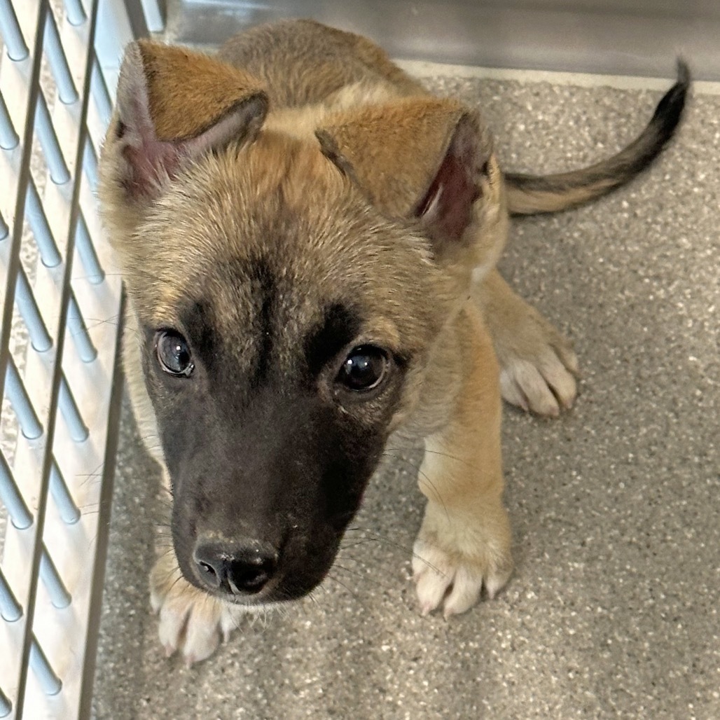 Sandal, an adoptable Mixed Breed in Hailey, ID, 83333 | Photo Image 3