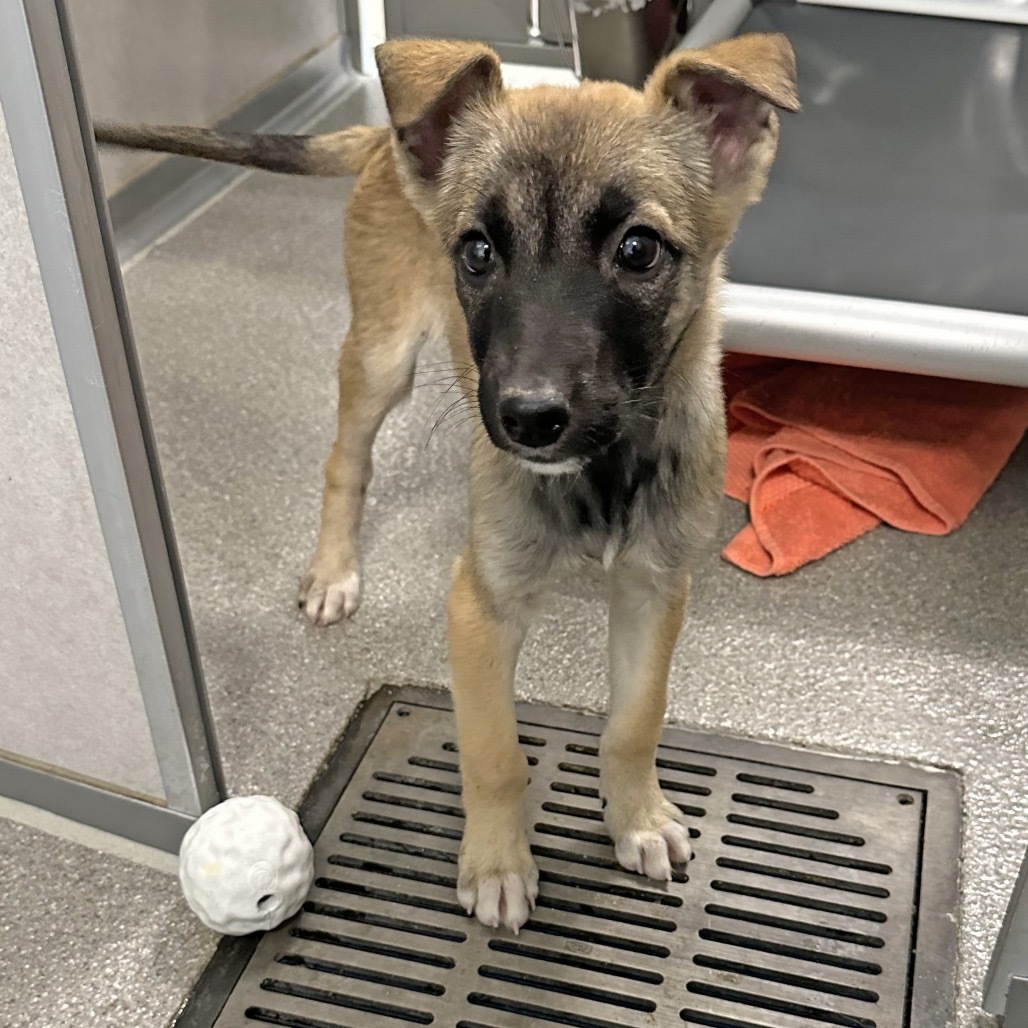 Sandal, an adoptable Mixed Breed in Hailey, ID, 83333 | Photo Image 4
