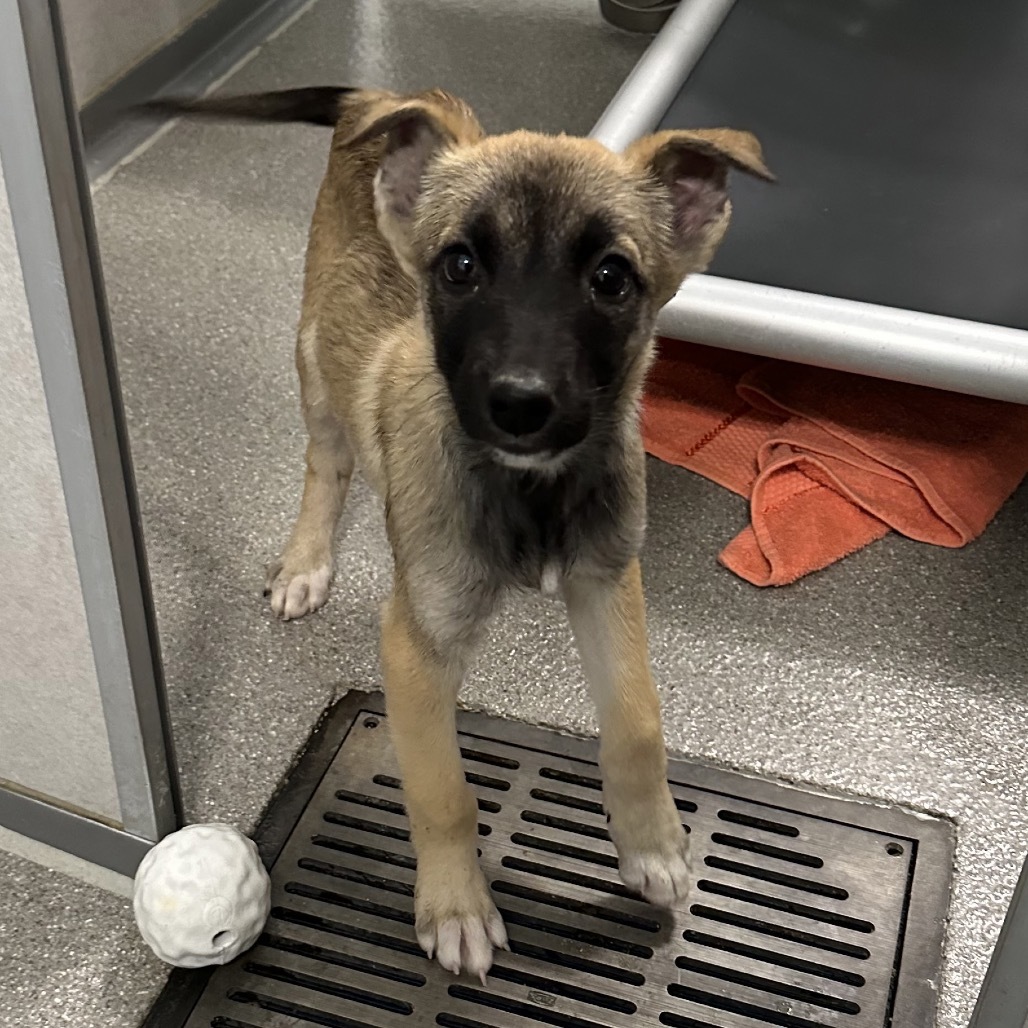 Sandal, an adoptable Mixed Breed in Hailey, ID, 83333 | Photo Image 5