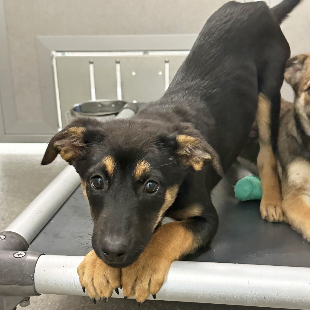 Sneaker, an adoptable Mixed Breed in Hailey, ID, 83333 | Photo Image 1