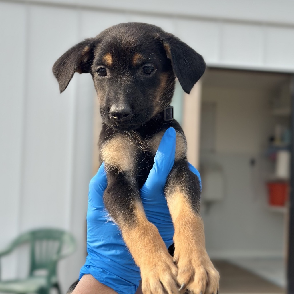 Sneaker, an adoptable Mixed Breed in Hailey, ID, 83333 | Photo Image 2