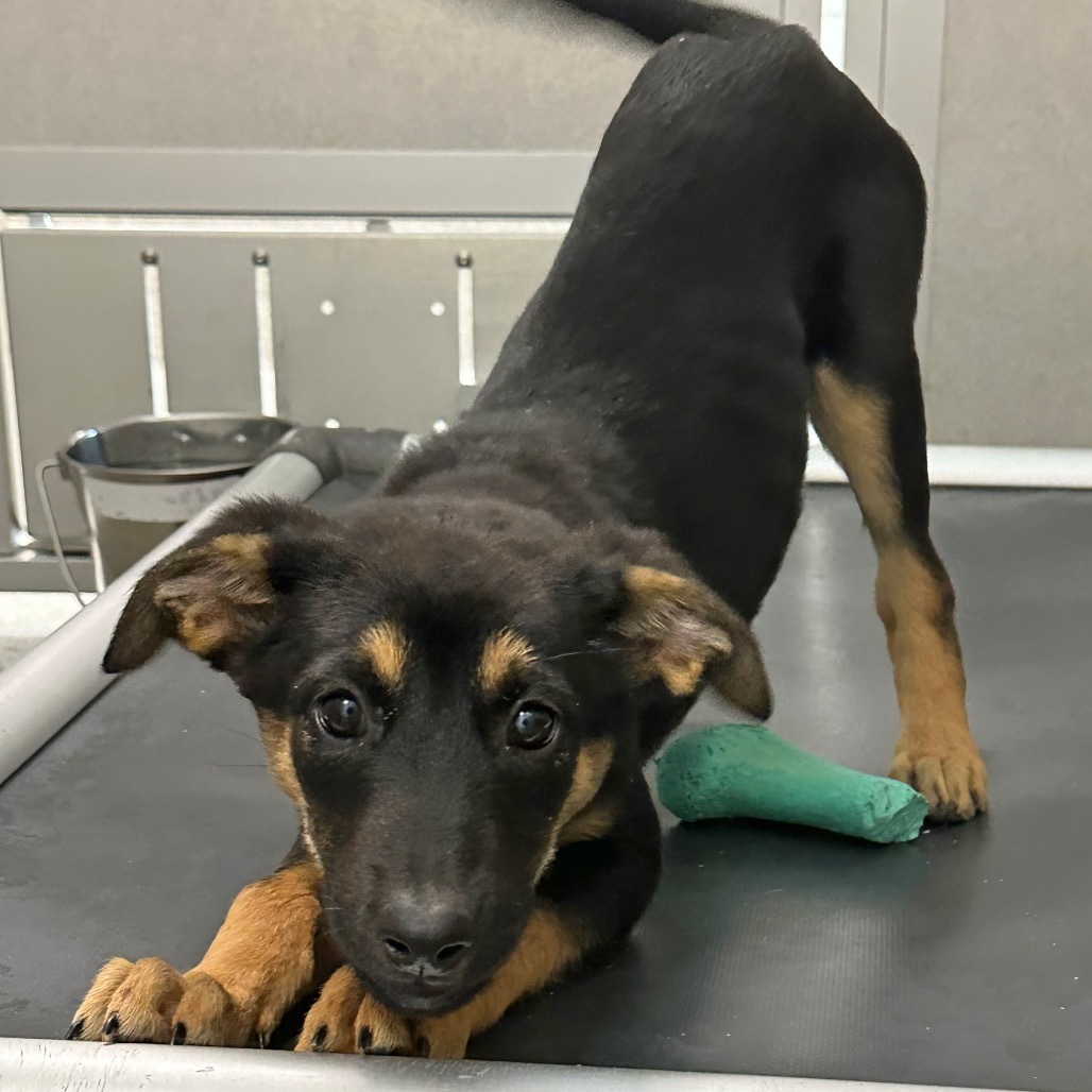 Sneaker, an adoptable Mixed Breed in Hailey, ID, 83333 | Photo Image 3