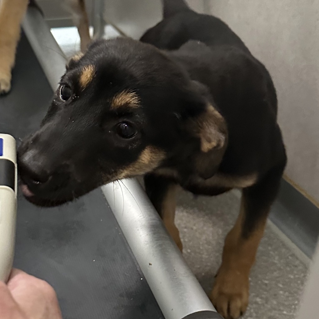 Sneaker, an adoptable Mixed Breed in Hailey, ID, 83333 | Photo Image 4