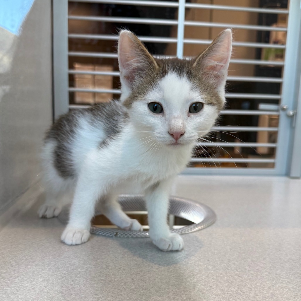 Iris, an adoptable Domestic Short Hair in Hailey, ID, 83333 | Photo Image 1