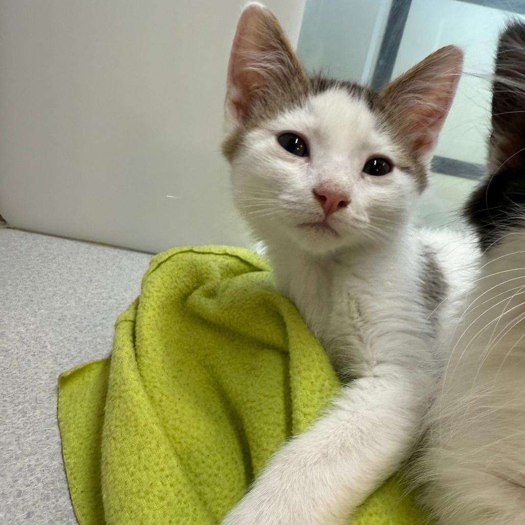 Iris, an adoptable Domestic Short Hair in Hailey, ID, 83333 | Photo Image 2