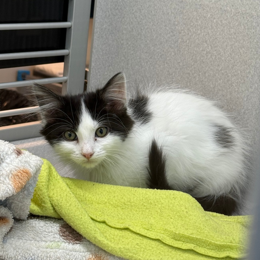 Oleander, an adoptable Domestic Long Hair in Hailey, ID, 83333 | Photo Image 1