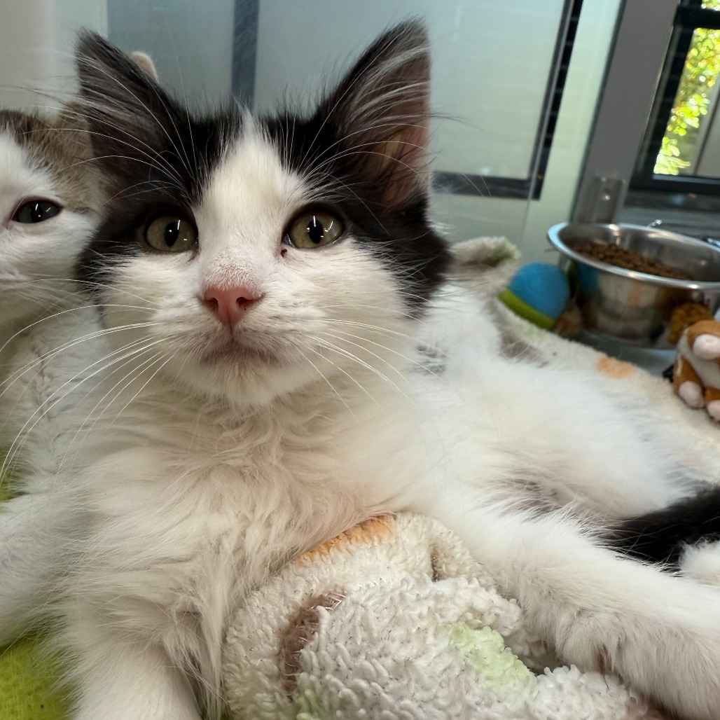 Oleander, an adoptable Domestic Long Hair in Hailey, ID, 83333 | Photo Image 2