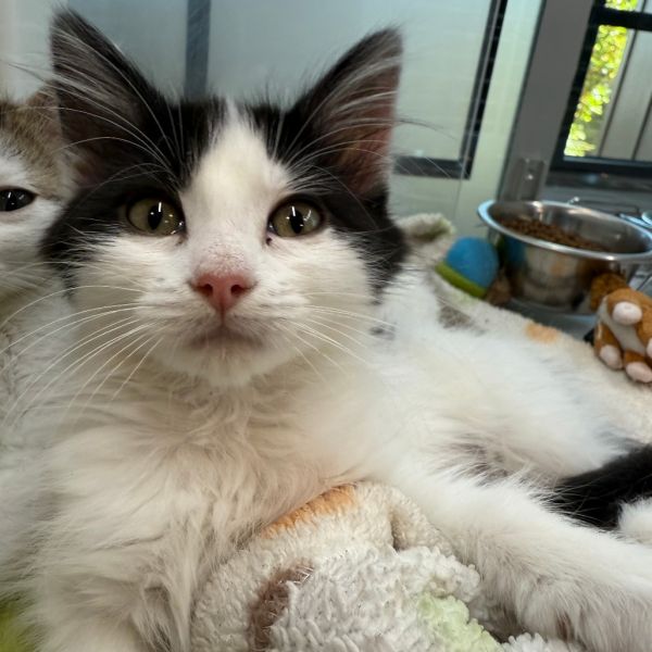 Oleander thumbnail 4