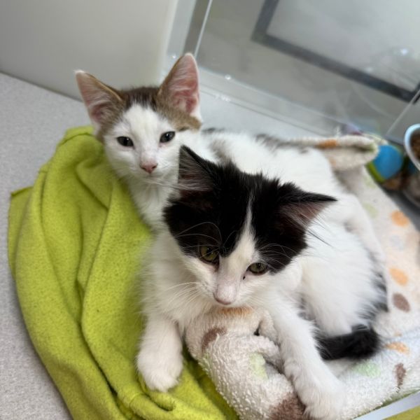 Oleander thumbnail 6