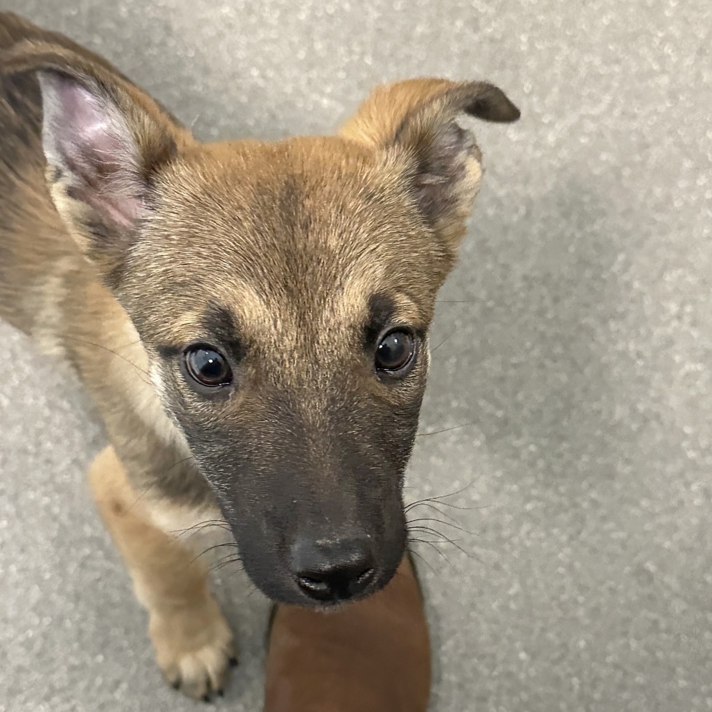 Boots, an adoptable Mixed Breed in Hailey, ID, 83333 | Photo Image 3