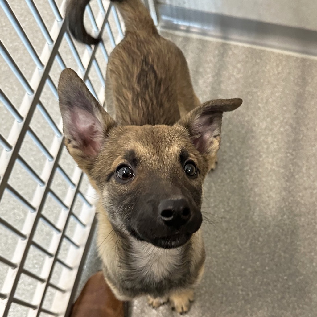Boots, an adoptable Mixed Breed in Hailey, ID, 83333 | Photo Image 6