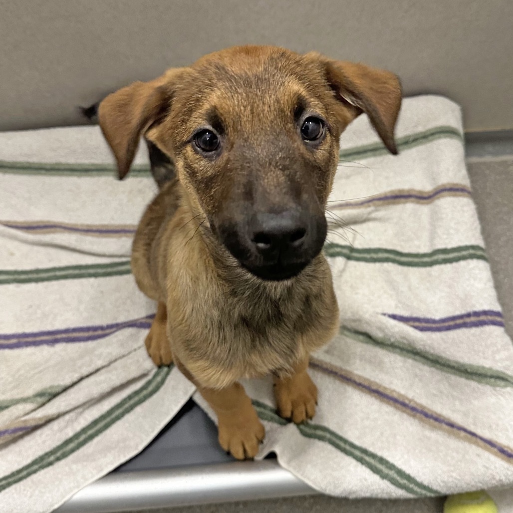 Croc, an adoptable Mixed Breed in Hailey, ID, 83333 | Photo Image 1