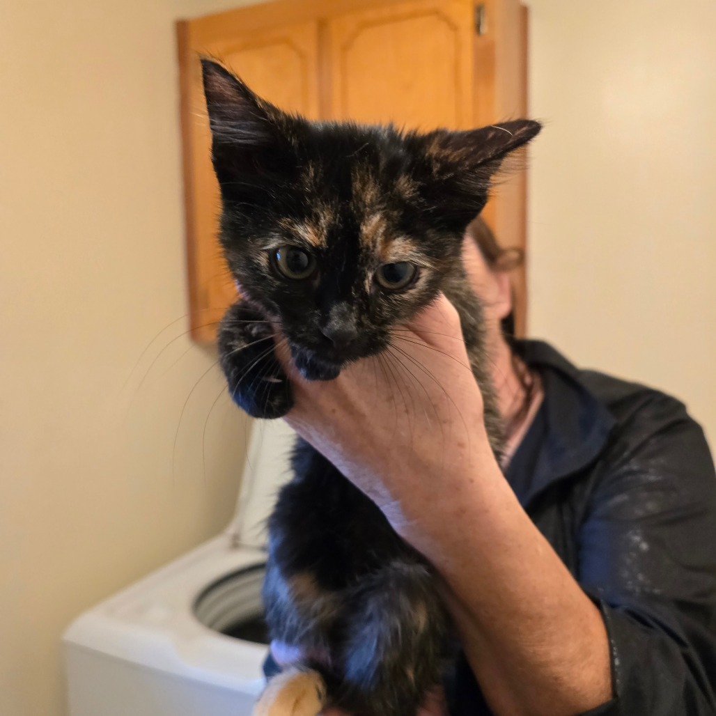 Hemi
