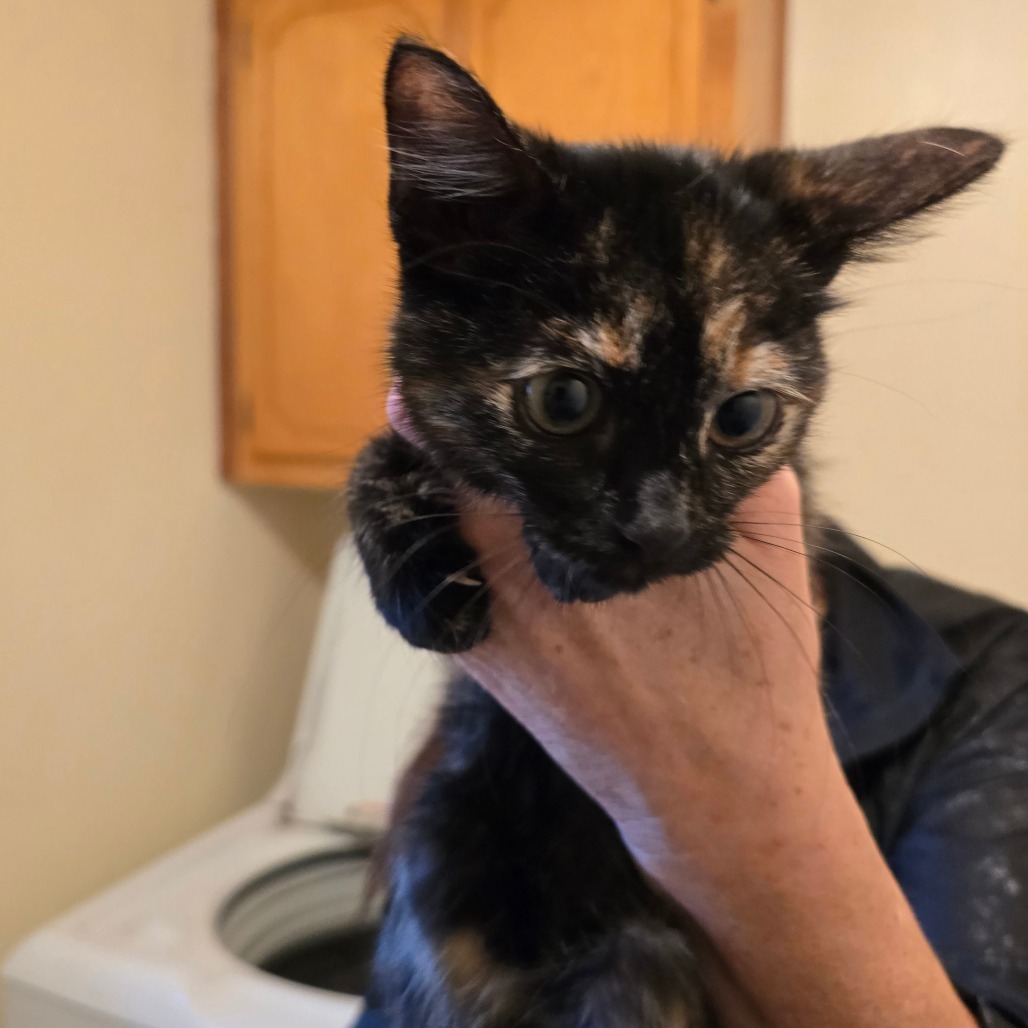 Hemi