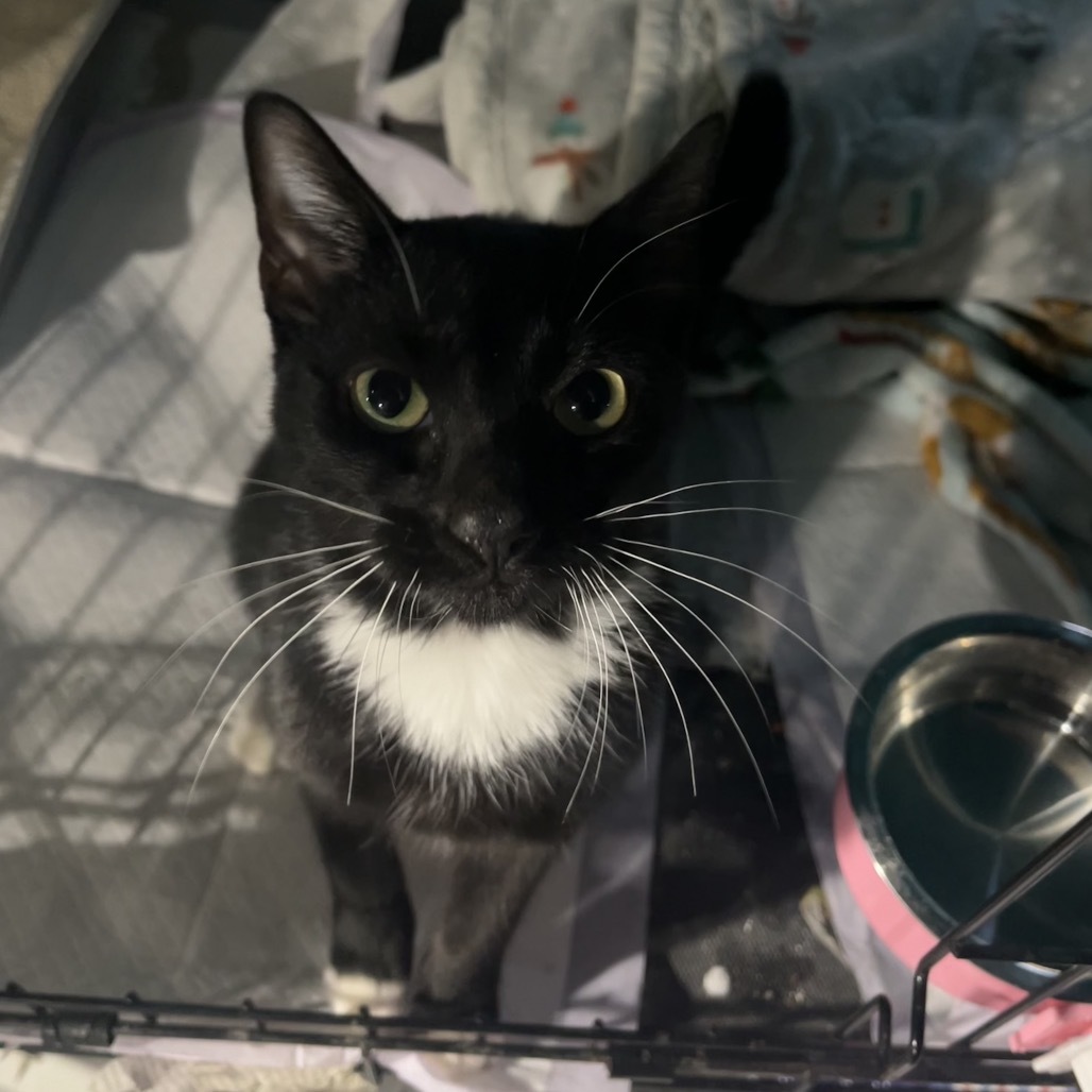 York Peppermint Patty