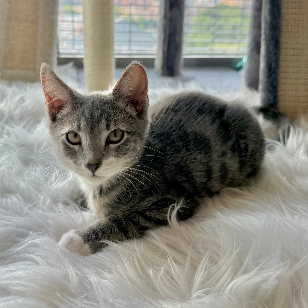 Little Arlo