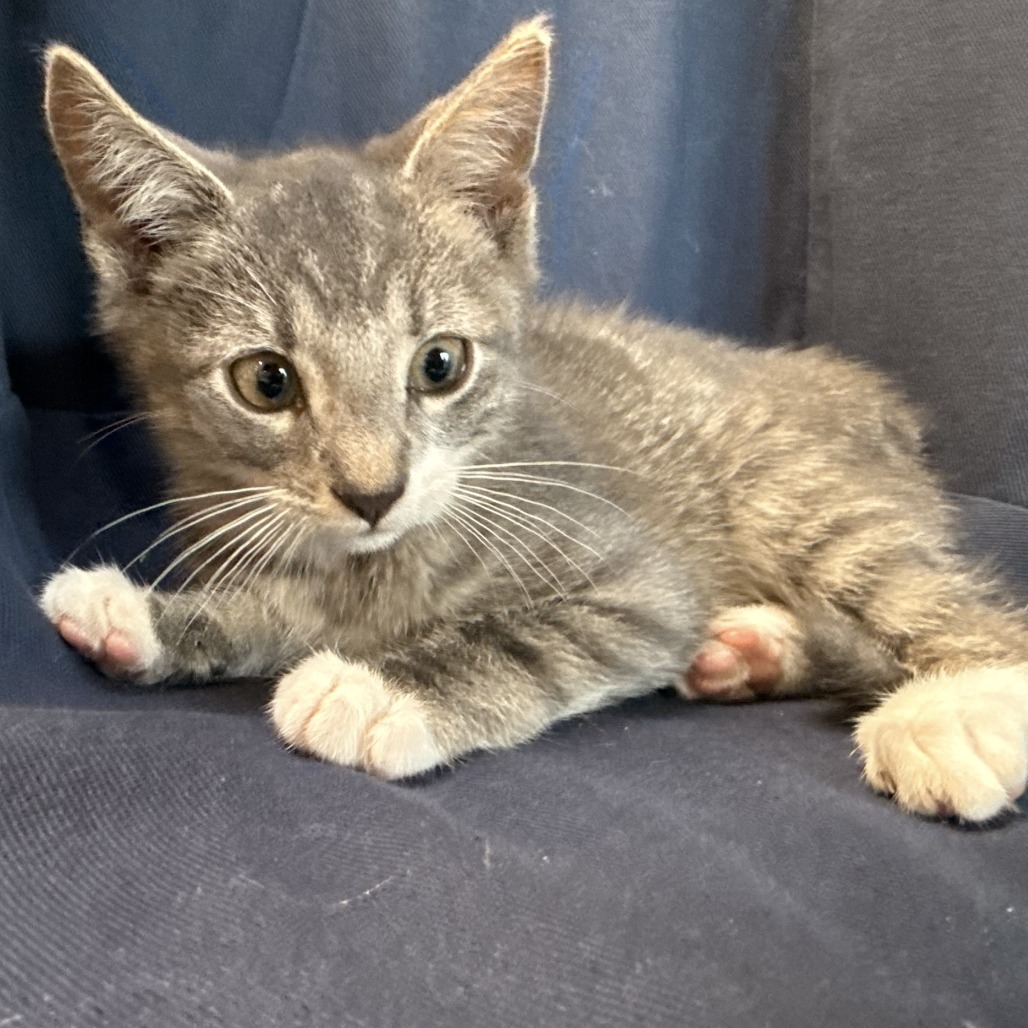 Little Arlo