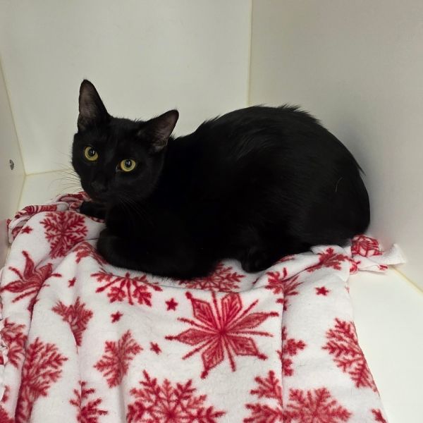 Merlin