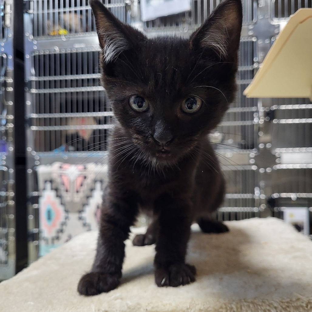 Domino