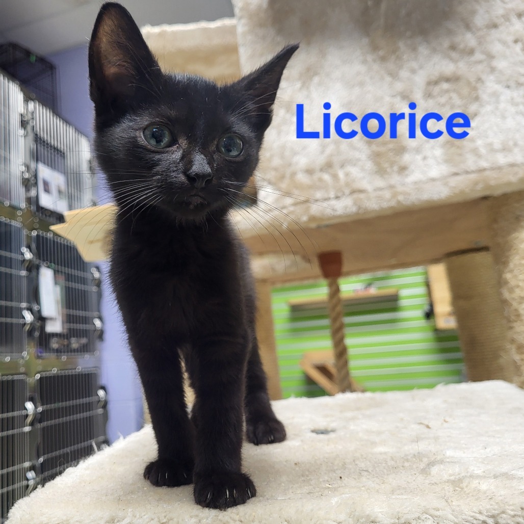 Licorice