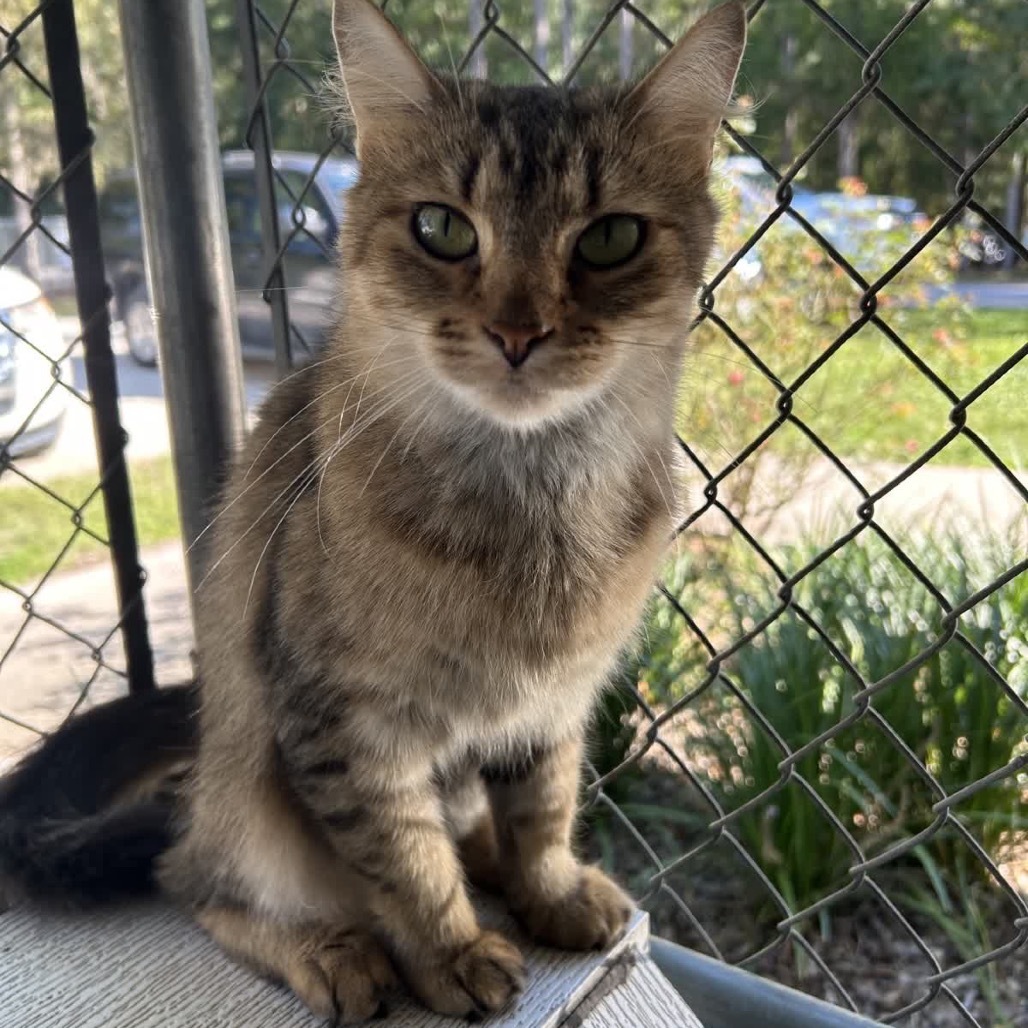 Profit (Tigerlilly) 27951