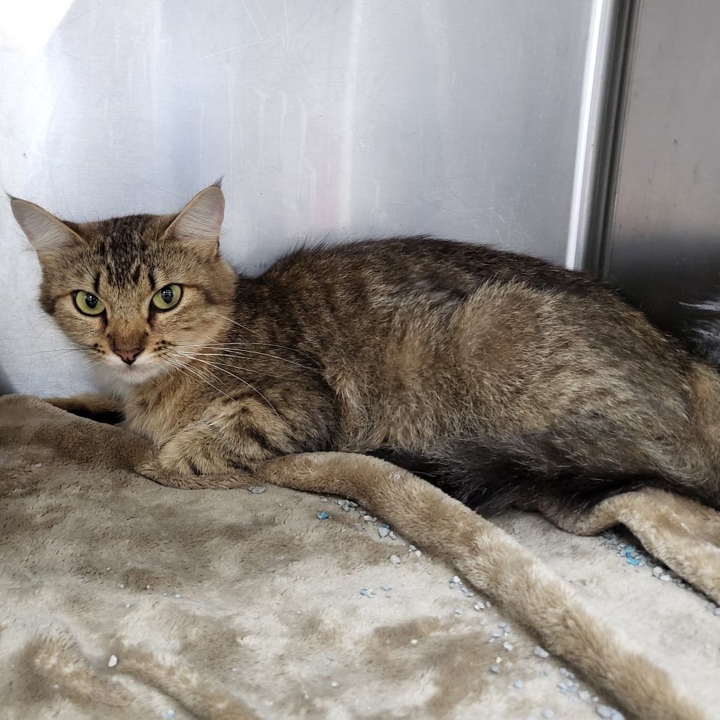 Profit (Tigerlilly) 27951