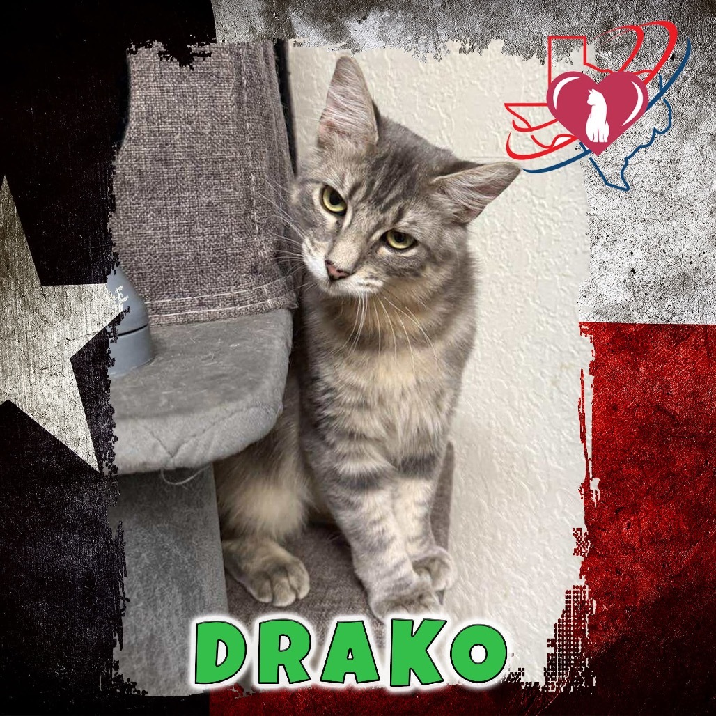 Attention Deficit/Drako, an adoptable Domestic Medium Hair in Kingman, AZ, 86401 | Photo Image 1