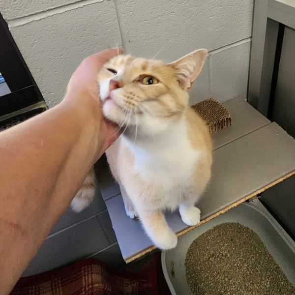 Princess Leia photo 1