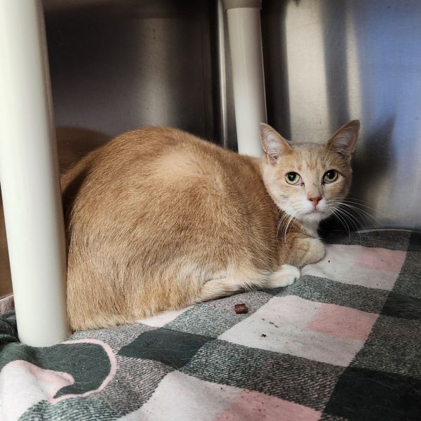 Princess Leia thumbnail 2