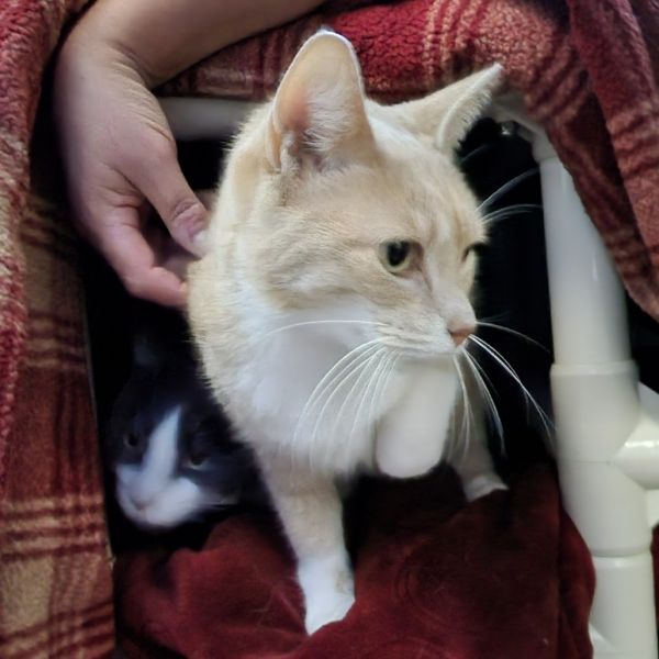 Princess Leia thumbnail 3