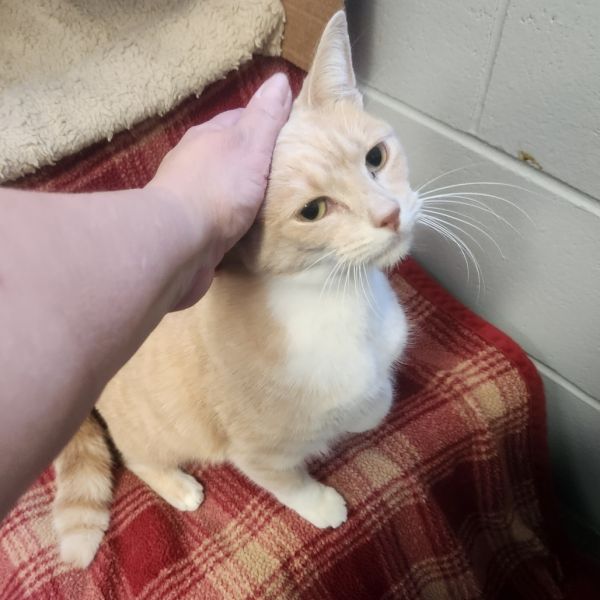 Princess Leia thumbnail 4