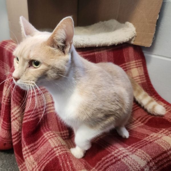 Princess Leia thumbnail 5