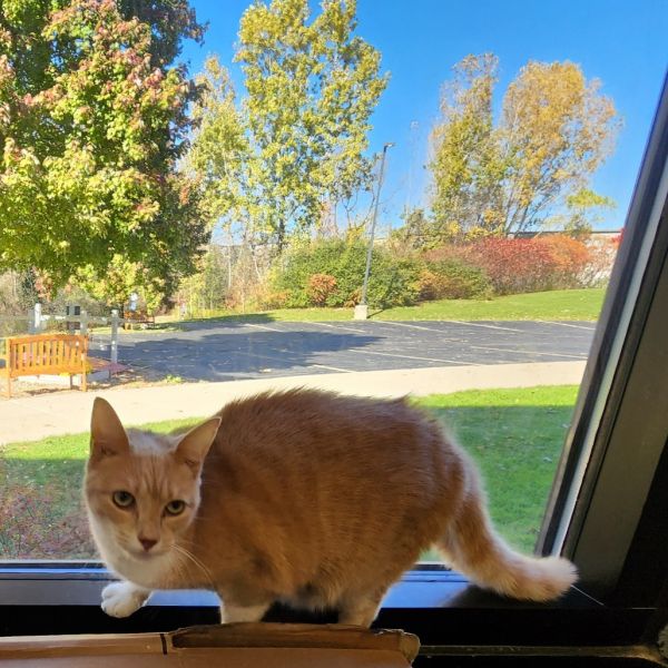 Princess Leia thumbnail 6