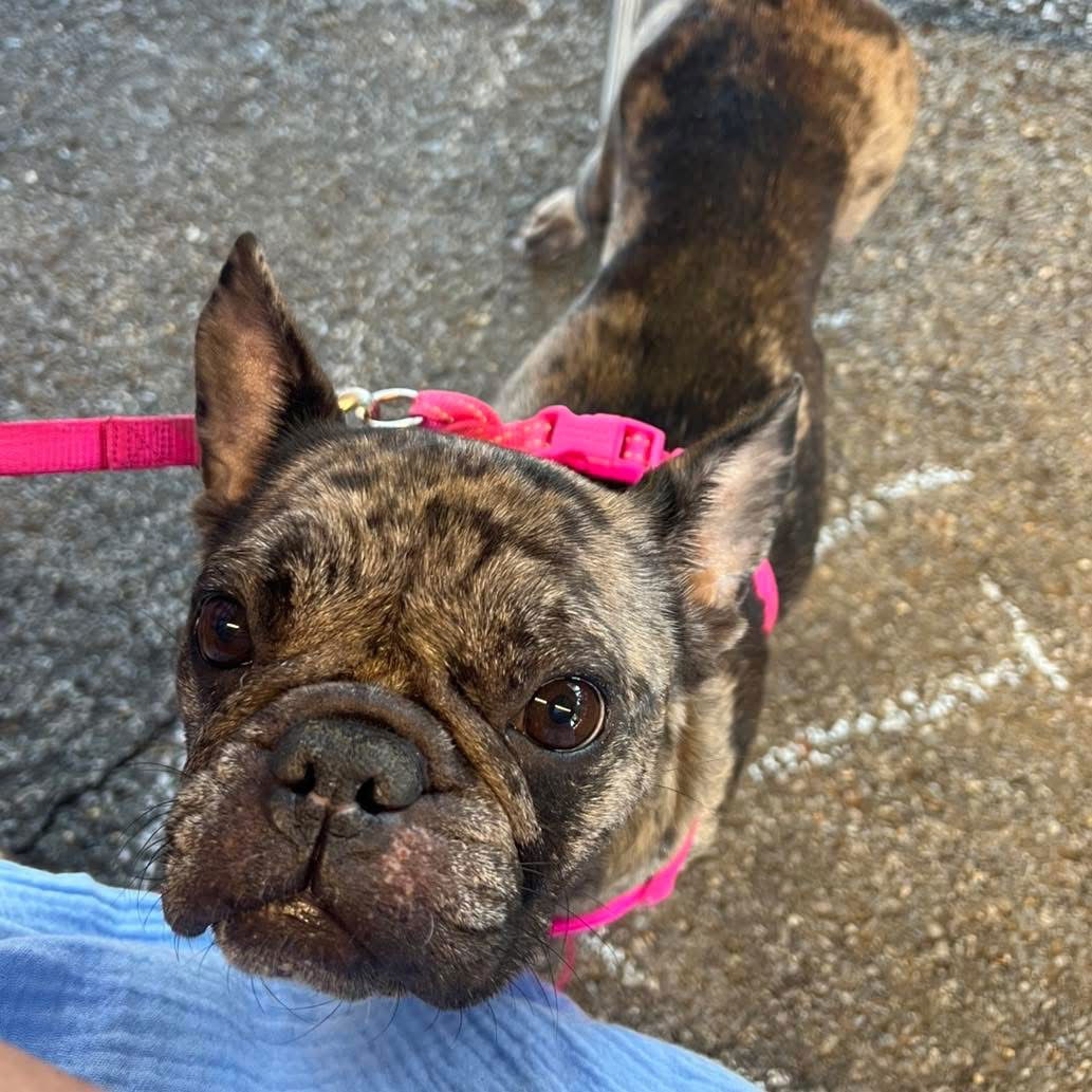 Mercy: Not at the shelter (Tifany)