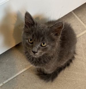 Chico