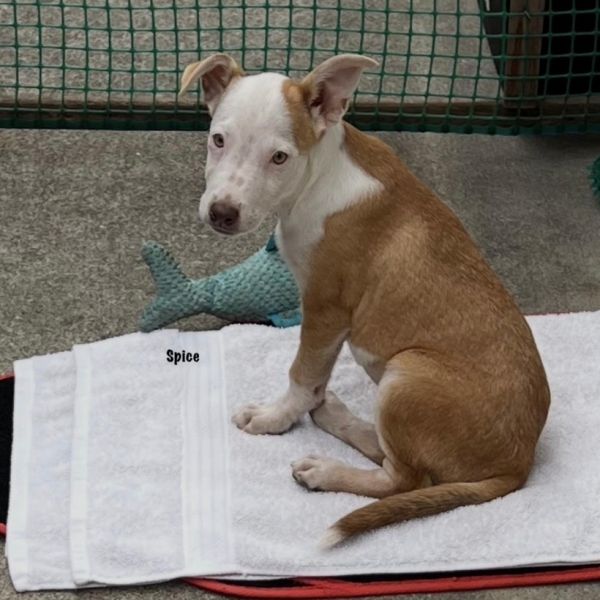 Spice Aka Pretty Girl photo 1