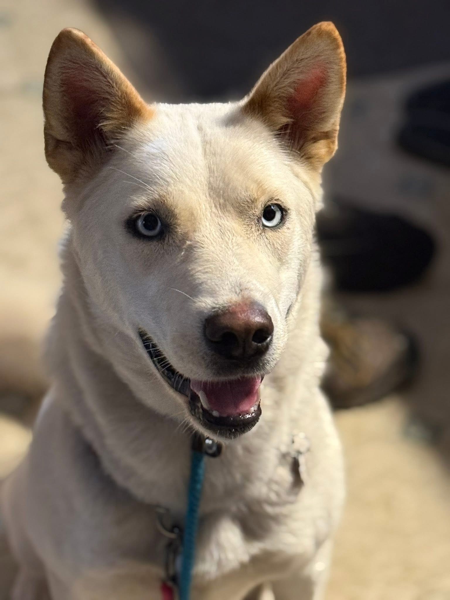 WinterBlue, an adoptable Husky, Mixed Breed in Hawkestone, ON, L0L 1T0 | Photo Image 1