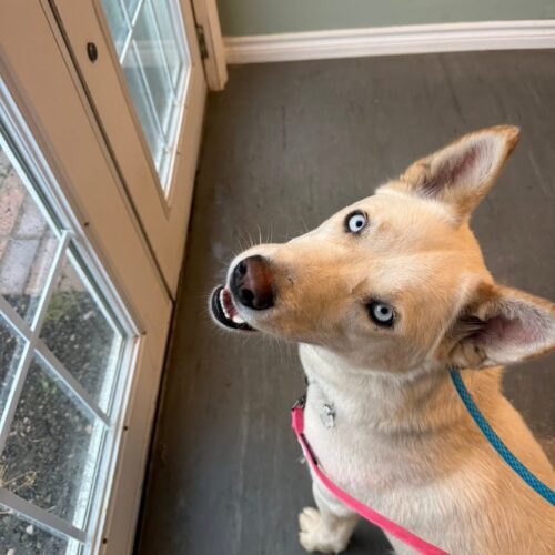 WinterBlue, an adoptable Husky, Mixed Breed in Hawkestone, ON, L0L 1T0 | Photo Image 3